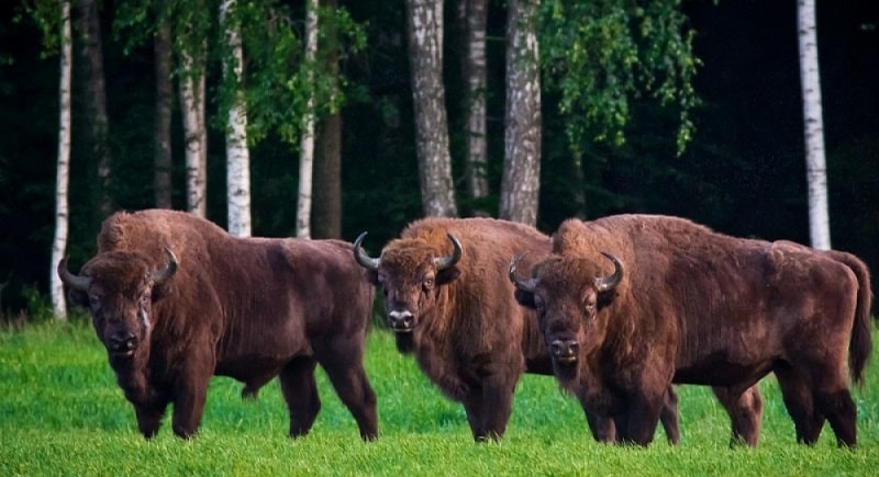 Białowieża Forest without visa to Belarus